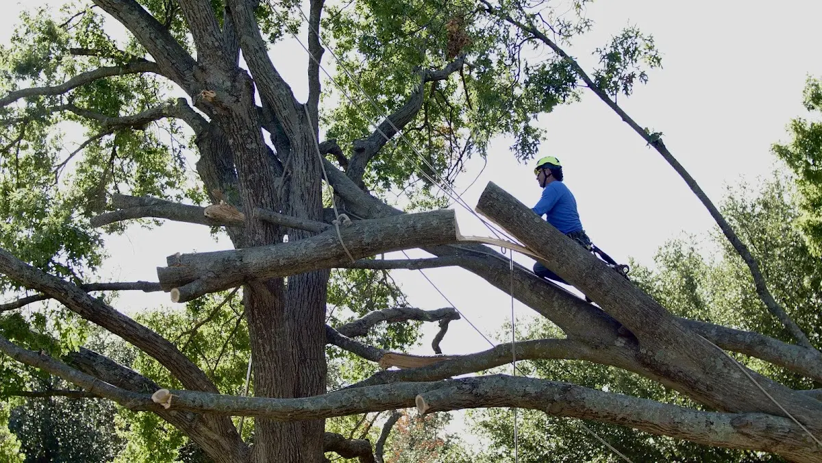Professional Crown Thinning performed by certified arborists in Avenue